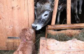 Blanz - Ferienwohnungen im Allgäu - Foto 16