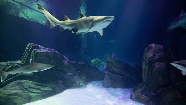 A shark in the aquarium