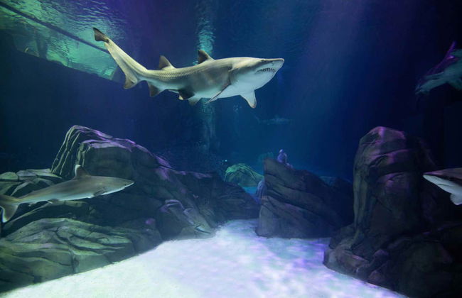 Entrada al Acuario de Georgia - Foto 2