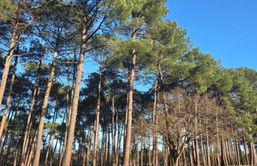 Logement neuf tout équipé, climatisé avec terrasse, barbecue, proche du bourg et des plages océanes, WIFI, linge et ménage compris - Foto 19
