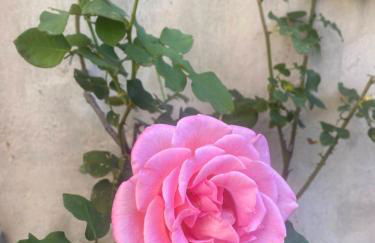 Appartement cosy avec oasis privée, salle de jeux, vélos bienvenus - Foto 19