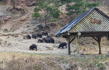 Ferienwohnung Schwarzer Hirsch - Foto 22