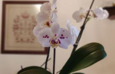 Casa Padre Alexandre - Foto 15