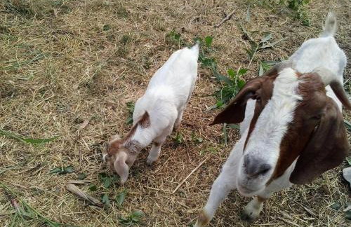 Apartment Agroturizam Radešić - Foto 28