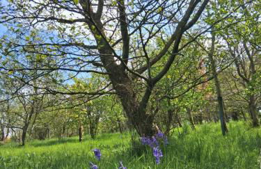 Cabin View - Foto 16