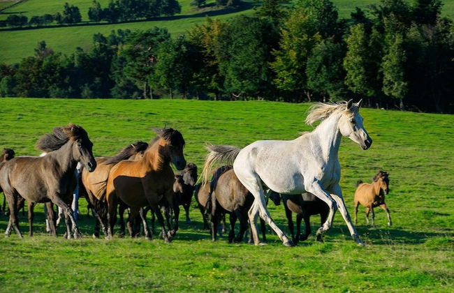 Końska Dolina - Photo 46