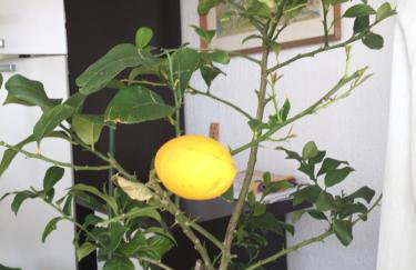 Apartment Lucija - Photo 13