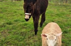 Quinta do Limite - Agroturismo - Foto 42