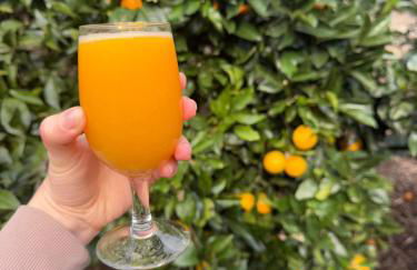 Refúgio das Camélias - Foto 10