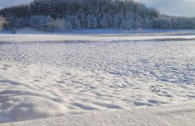 Siedlisko Przy Lesie Alpaka 3 - Foto 26