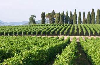 Ca' dei Vigneti - Foto 37