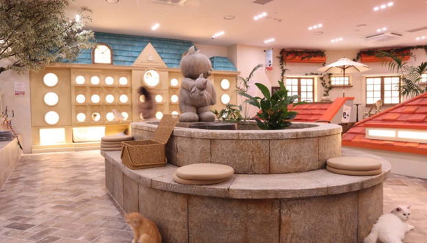 Roof Cat Me es uno de los cafés de gatos más populares de Seúl