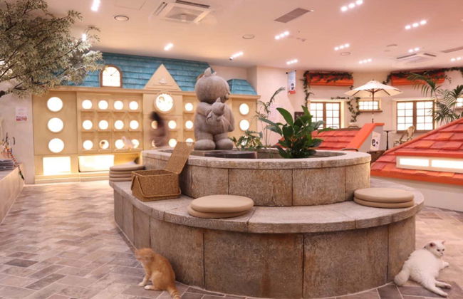 Entrada a la cafetería Roof Cat Me en Seúl - Foto 4