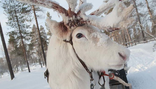 Paseo en trineo de renos - Foto 4, Uno de los renos que veremos