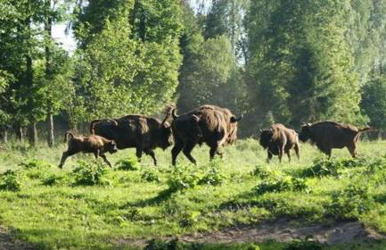 Osada Jaćwingów - Foto 24