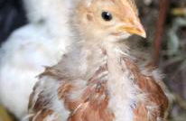 L'Oasi del Rossese - Foto 5