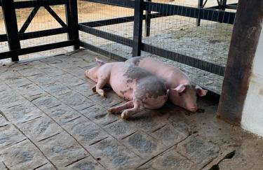 Monte Castelo Gravatá - Foto 23