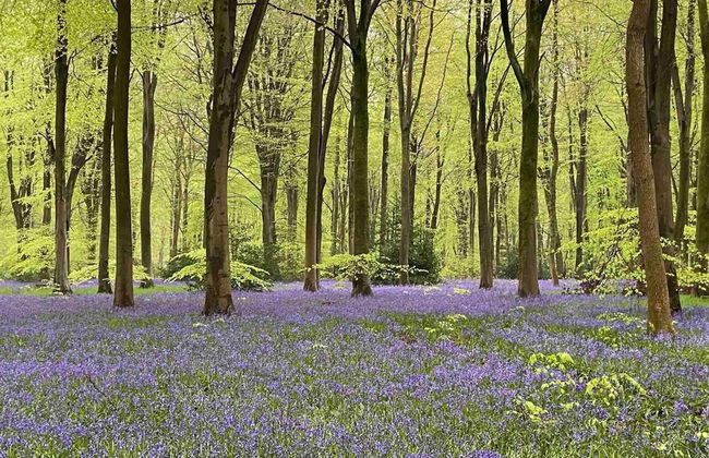 Cosy Rural Retreat, Sleeps 3 & Petfriendly - Foto 32