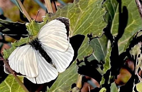 Casa do Alto (top floor apartment) - Foto 52