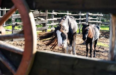 Appartamento Elisa, immerso nella natura e vicino a Firenze - Foto 34