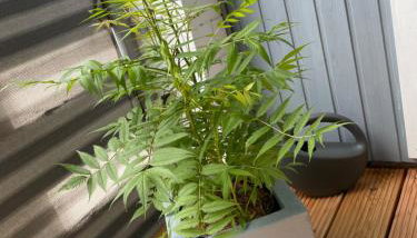 FeWo Büdingen - Landhaus - Foto 4