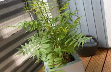 FeWo Büdingen - Landhaus - Foto 4