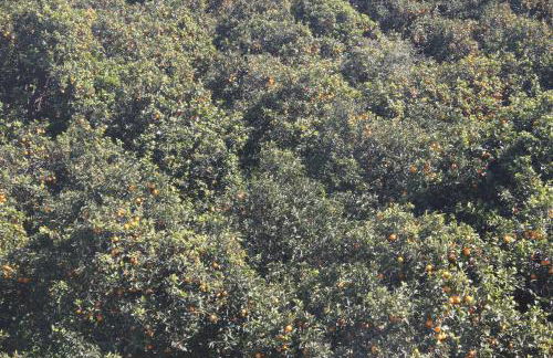 aranceto dell'Etna - Foto 14