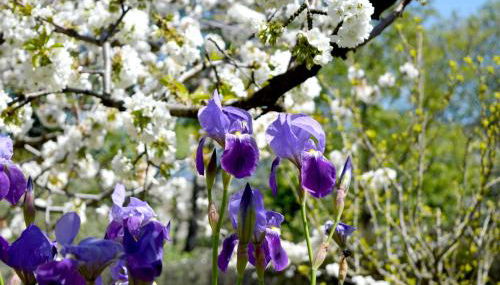 Casa Valeriana - Foto 4, Garden