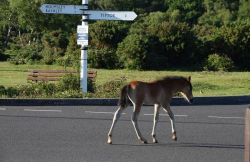 The Apothecary - Foto 25