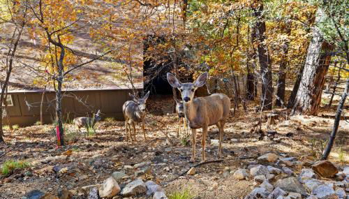 Ponderosa HideAway 4-BR CabinMtn ViewTrailsBrbq - Foto 4