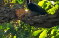 Chacara do Tche - Foto 1