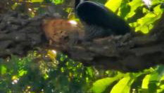 Chacara do Tche - Foto 1