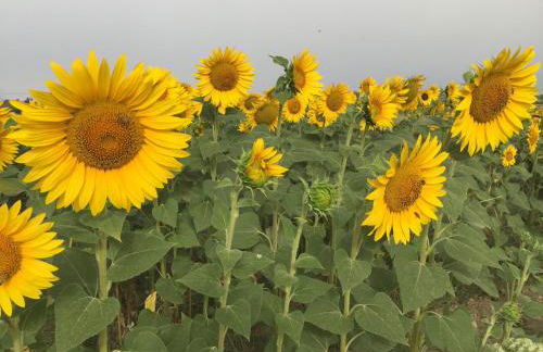 Casavacanze Da Cri - Foto 16