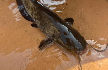 Direkt am See mit privatem Sandstrand - Foto 43