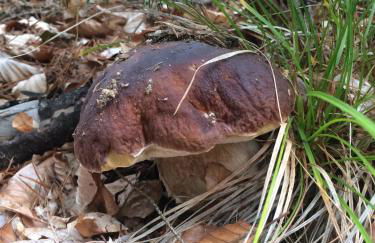 L'Eden des Cévennes - Foto 47