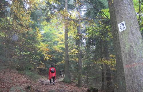 Gschwandnerhof - Foto 36