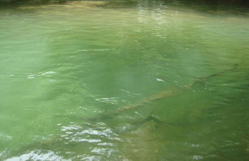 Sítio Chalako, casa exclusiva às margens do Rio Mimoso - Foto 38