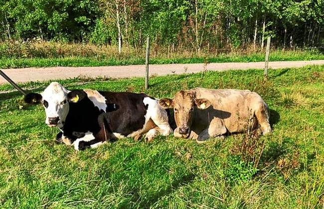 7 Person Holiday Home in Ljung - Foto 21