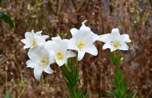 SABINOSA RURAL AREA Casa Benito - Foto 9