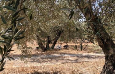 La Noguera de Baena - Foto 23