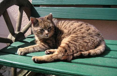 Natur-Aktiv-Hof Thiem - Foto 43