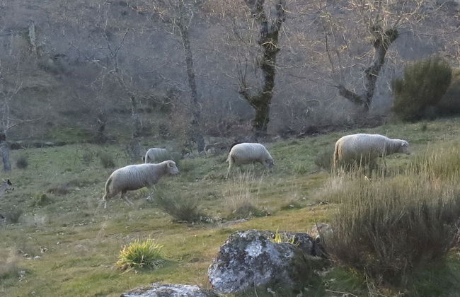 Comfortable Rural Cottage in Ancient Village in the Douro Region - Foto 47