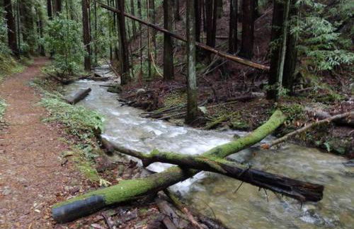 Redwood Oasis, Grove and Nook - Foto 80