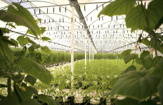 El Dorado Royale, Catamaran, Cenote, All & More Inclusive Adults Only - Photo 62