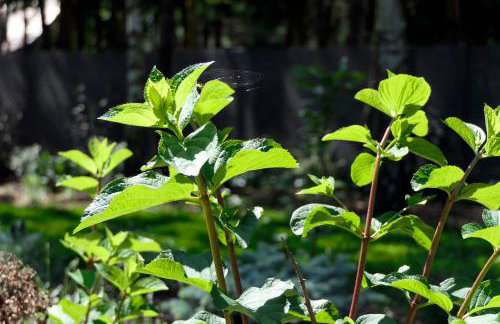 Otulina Gulczewo - Foto 36
