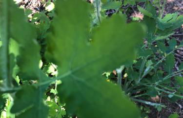 QUINTA do SOUTO BARCIADEMERA - Foto 75