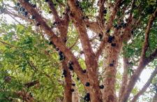 Piccolo Recanto - Foto 68