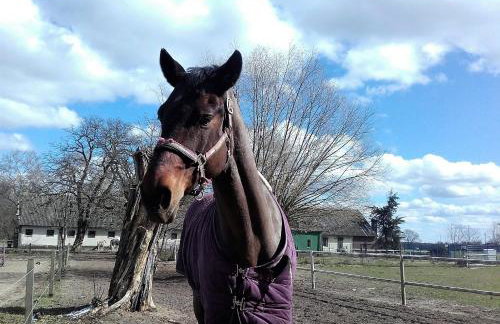 EKO - Domek jezioro Steszewko - Foto 34