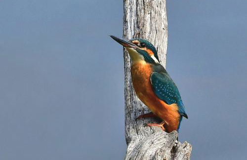 Trieste, 2 Bedroom, 6 Berth Caravan, Seasalter - Foto 35