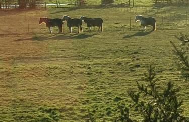 Ferien Mecklenburgische Seenplatte, Urlaub auf dem Gutshof Bossow - Foto 44